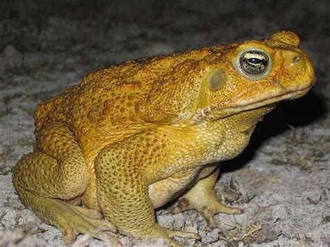 Cane toad invaders suffer arthritis on the frontline | New Scientist