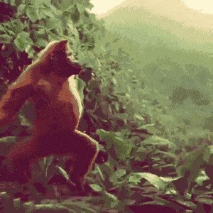 This Orangutan dances better than I do. - GIF | Funny gif, Dancing gif ...