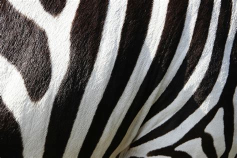 Zebra Fur · Free Stock Photo