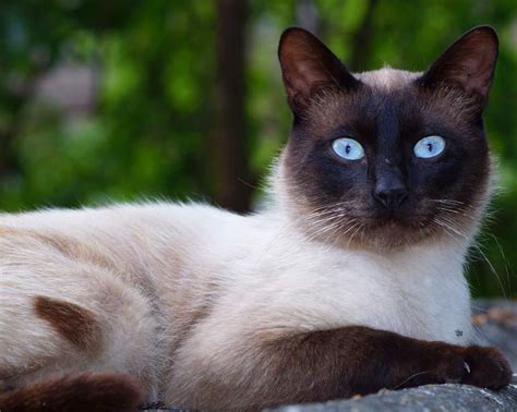 Siamese Cat | Breeds | Cat Mania - For Cat Lovers