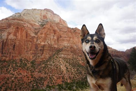 Visiting Zion National Park with a Dog | The Ultimate Dog-Friendly ...