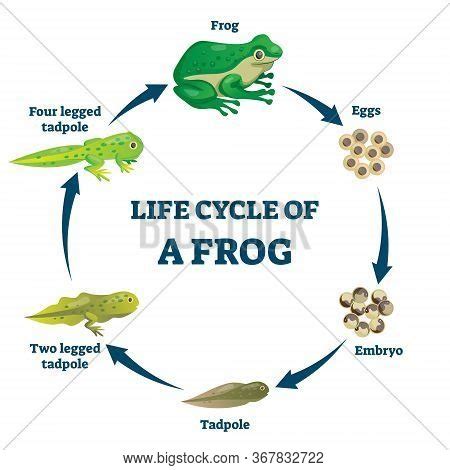 Life Cycle Frog Vector & Photo (Free Trial) | Bigstock