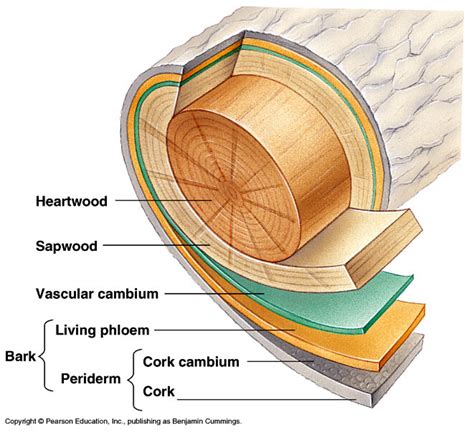 When you "slip" the bark, where is the cambium layer? - General Fruit ...