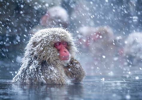 Scientists discover why Japanese snow monkeys like a long hot bath