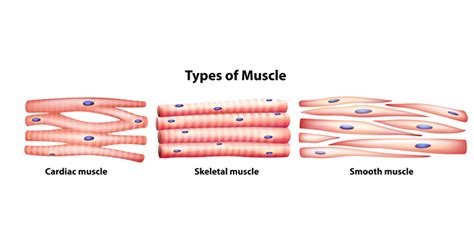 Muscle Fiber Types and Training - Elite FTS | EliteFTS