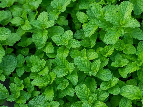 Mint Leaves - Adrianna Springs - Agro Products, Spices, Vegetables ...