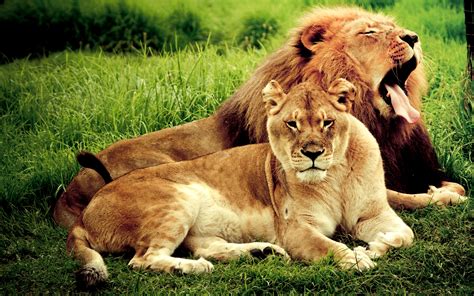 Lion Couple - Jessowey Jessica-89 And abcjkl Hintergrund (38653844 ...