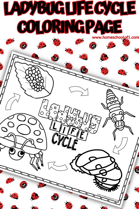 Free Ladybug Life Cycle Coloring Page