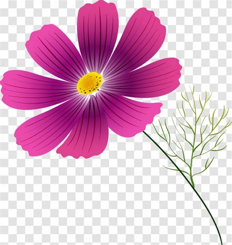 Cosmos Flower Annual Plant Clip Art - Magenta Transparent PNG