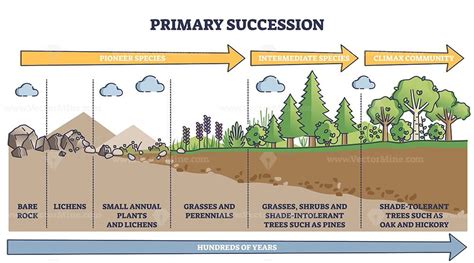 Primary succession and ecological growth process stages outline diagram ...