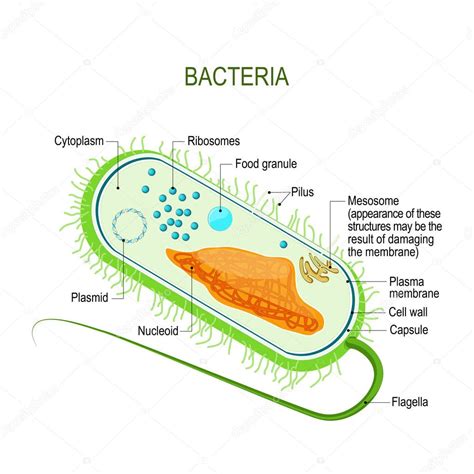 Celula Procariota Bacteria Con Su Estructura Interna Y