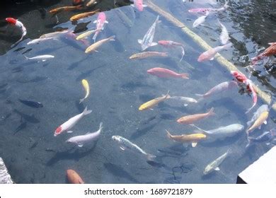 Koi Fish Farming Selection Koi Broodstock ภาพสต็อก 1689721879 ...