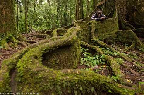 Kakamega Forest - Phinemo.com