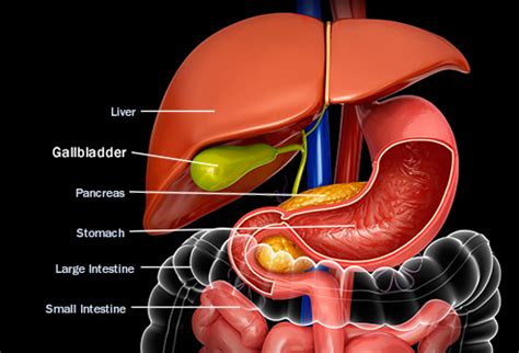 Liver And Gallbladder Diagram