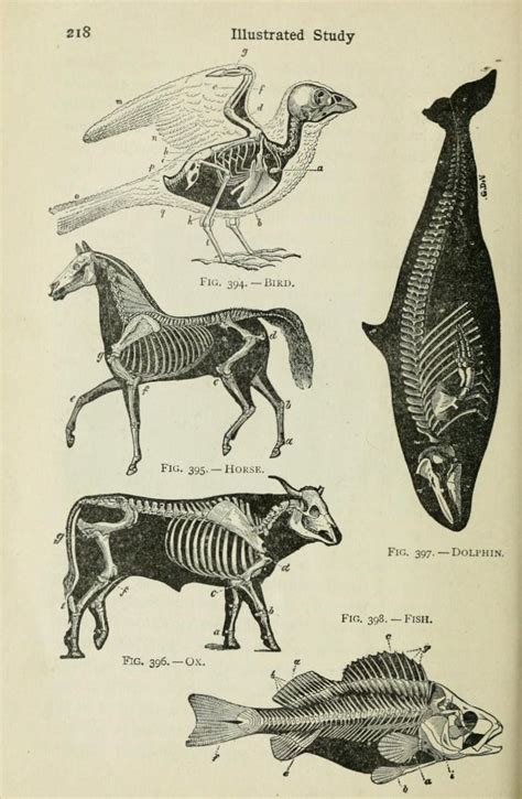 Scientific Illustration — nemfrog: Beginners’ Zoology. 1922 ...