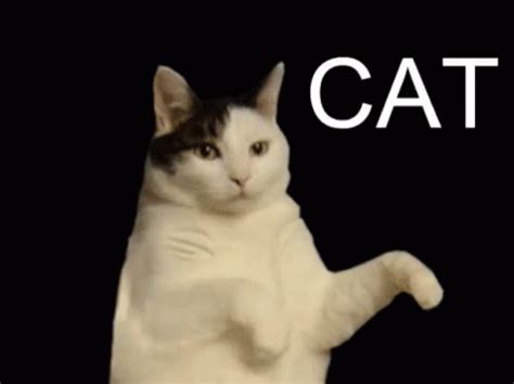 Kitty Cat GIF - Kitty Cat GIFs | Funny cat videos, Dancing cat, Funny ...