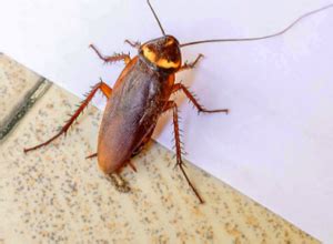 Cockroaches - Pest Control Edmonton