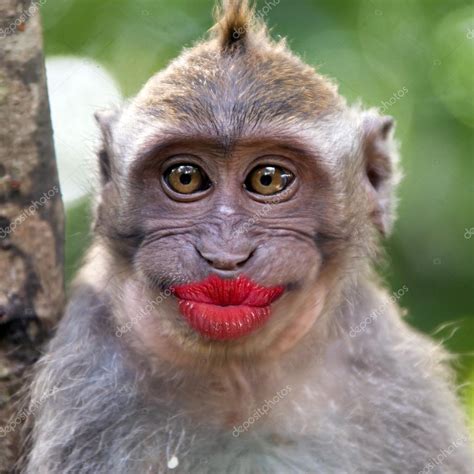 Funny monkey with a red lips Stock Photo by ©watman 70252811