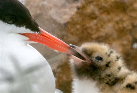 Manmade Common Tern breeding platform on Behance