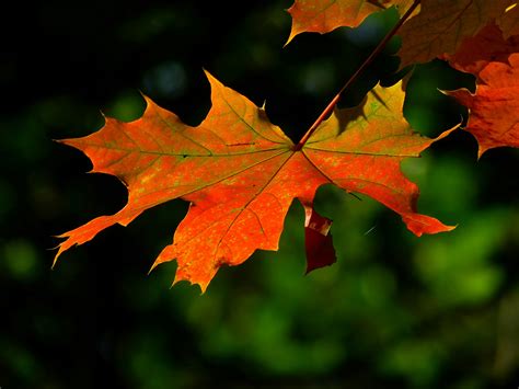 Free Pictures Of Leaves - 1000+ Great Leaves Photos · Pexels · Free ...