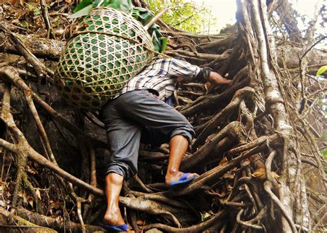 One man’s race to save India’s last remaining living root bridges ...