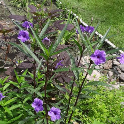 Ruellia simplex, Mexican Petunia - uploaded by @Doicee