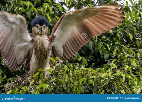 Nankeen Night Heron in Queensland Australia Stock Image - Image of ...