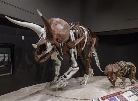 Adult and juvenile Triceratops fossil/cast exhibit at Museum of the ...