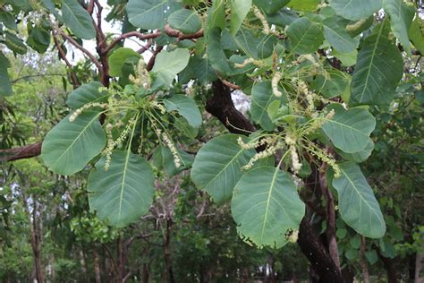 Terminalia ferdinandiana (Kakadu plum/Billy goat plum) — Territory ...