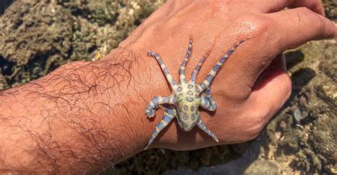 Blue-Ringed Octopus Pictures - AZ Animals