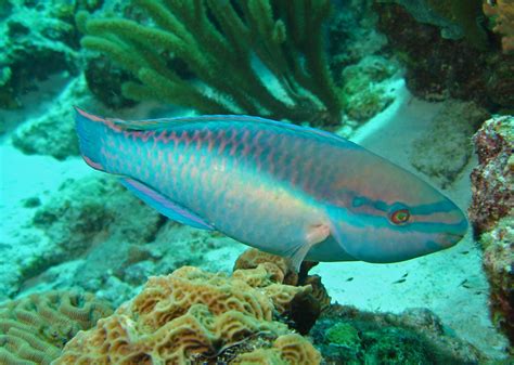 Parrotfish Fish Breed Information and Pictures - PetGuide | Marine ...