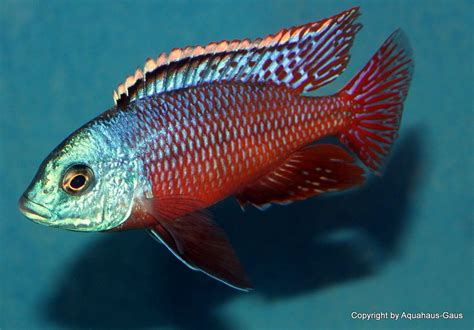 Red empress cichlid in 2022 | Buntbarsche, Cichlid aquarium ...