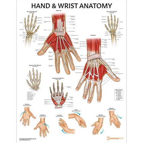 Hand & Wrist Anatomy Chart | Hand Anatomical Poster