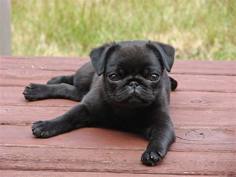 Cute Little Black Dogs