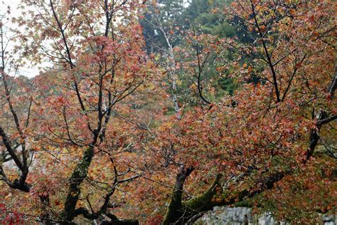 Japan | Fall colors. Taken within or just outside the ground… | Flickr