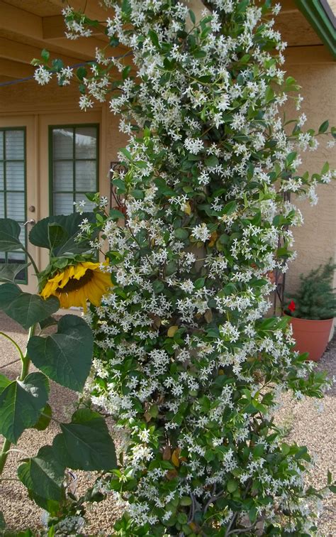 Spectacular Trailing Jasmine Plant Garden Wall Pockets