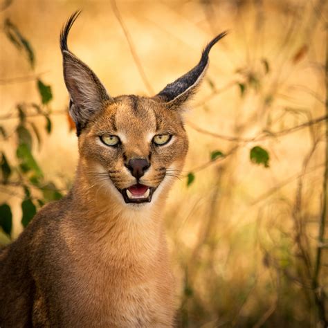 13 Facts about The Cutest Species ” Caracal Cat Breed” - Cats In Care