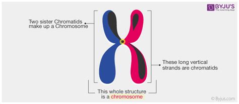 Chromosome Diagram