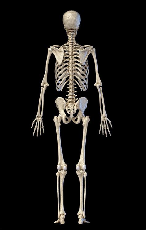 Human Skeleton Life- size (Tall-180cms) - Surgical Shoppe