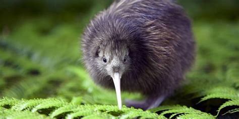 Kiwi Bird Facts Size | Bruin Blog