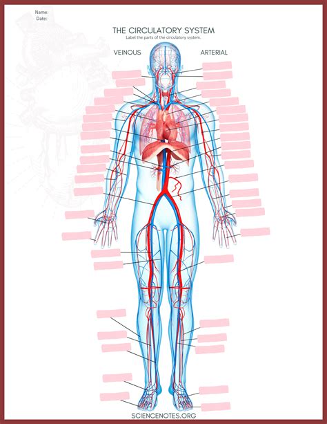 Human Circulatory System Diagram Worksheet