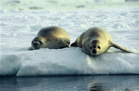 Earless Seals (Family: Phocidae; true seals) - Wiki; DISPLAY FULL IMAGE.