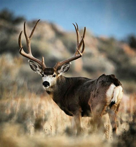 Mule Deer http://riflescopescenter.com … | Mule deer hunting, Mule deer ...