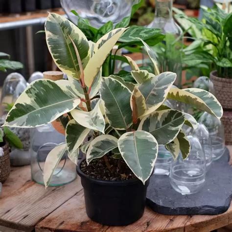 Ficus Elastica Tineke: Care Of Variegated Rubber Plant