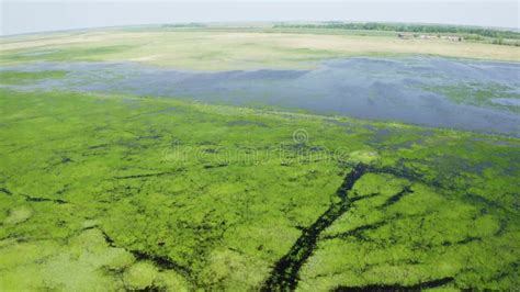 The Marshy, Flooded Area. it is a Unique Ecosystem, Rich in Flora and ...