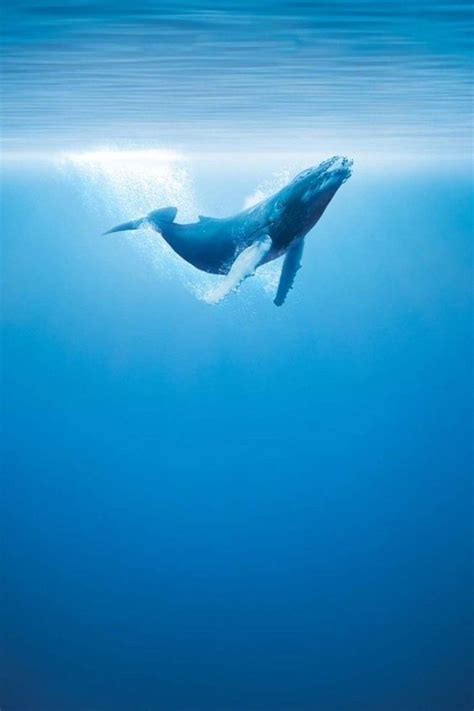 Whale – Underwater Photography | Ocean creatures, Whale, Ocean