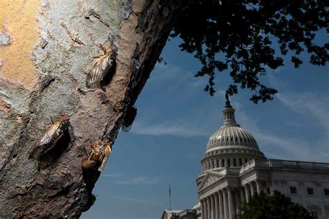 Cicada Photos: Brood X 17-Year Phenomenon