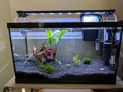 10 gallon Betta community tank with otocinclus, chili rasbora, and ...