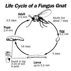 fungus gnat larvae life cycle - Shella Villanueva