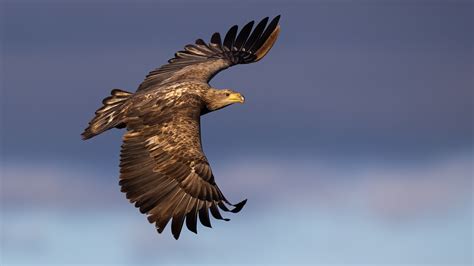 White-Tailed Eagle Facts | Haliaeetus Albicilla